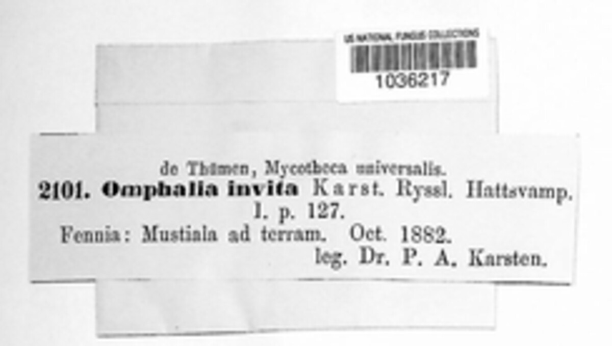 Myxomphalia invita image